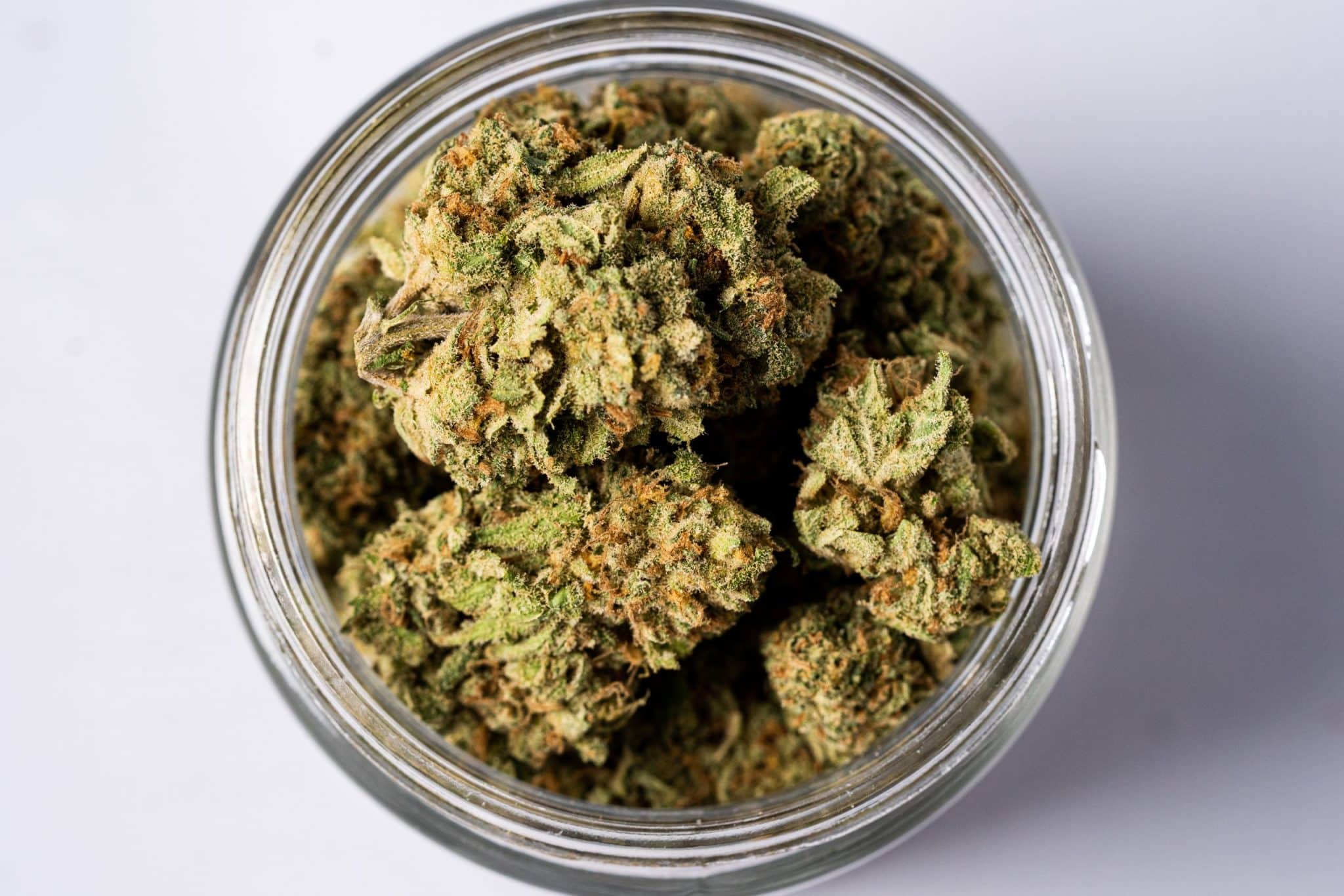 White Choco Haze (AAA+) 2