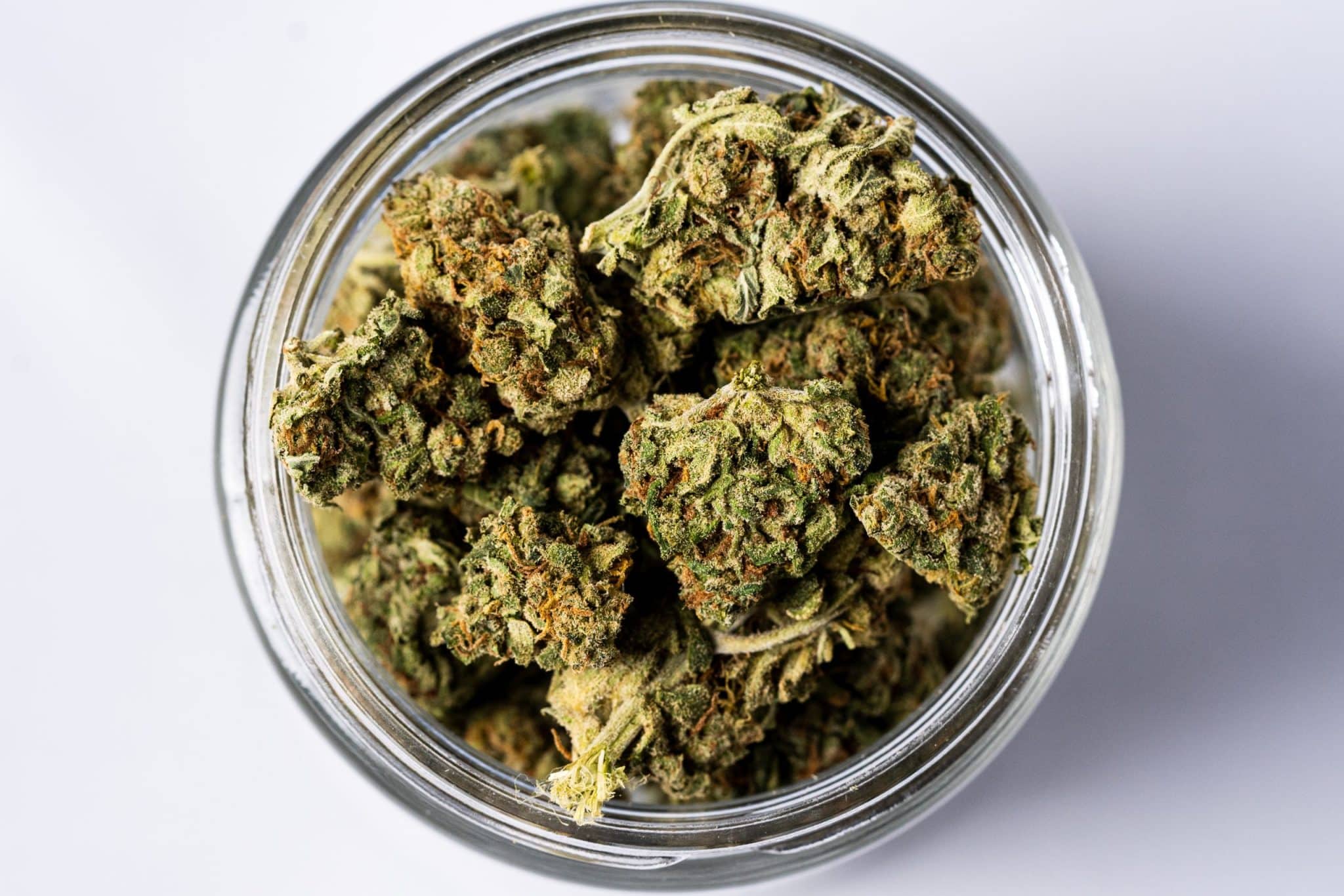 Sour Hound (AAA) 2