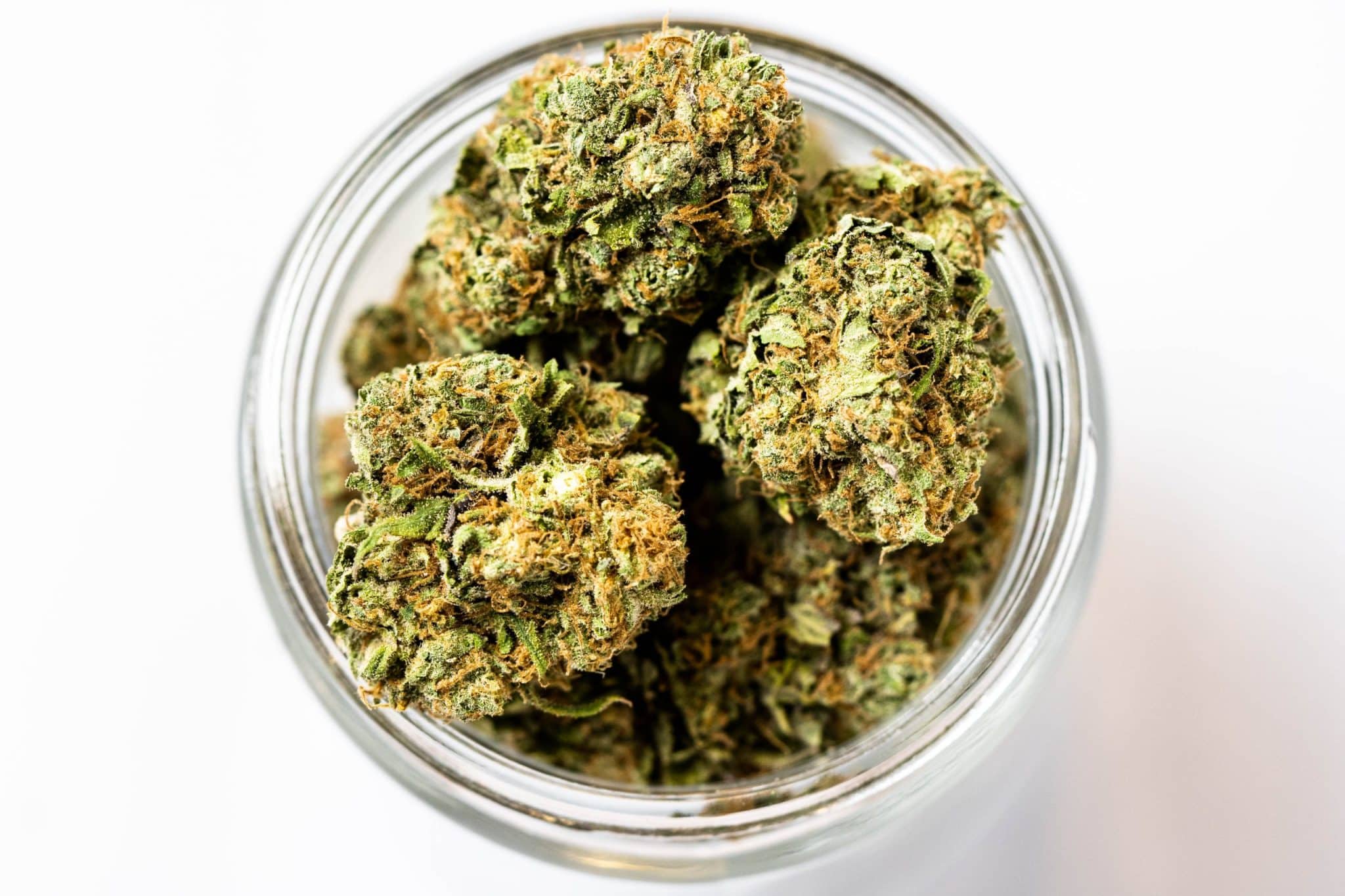 Mendocino Purps (AAAA) 2