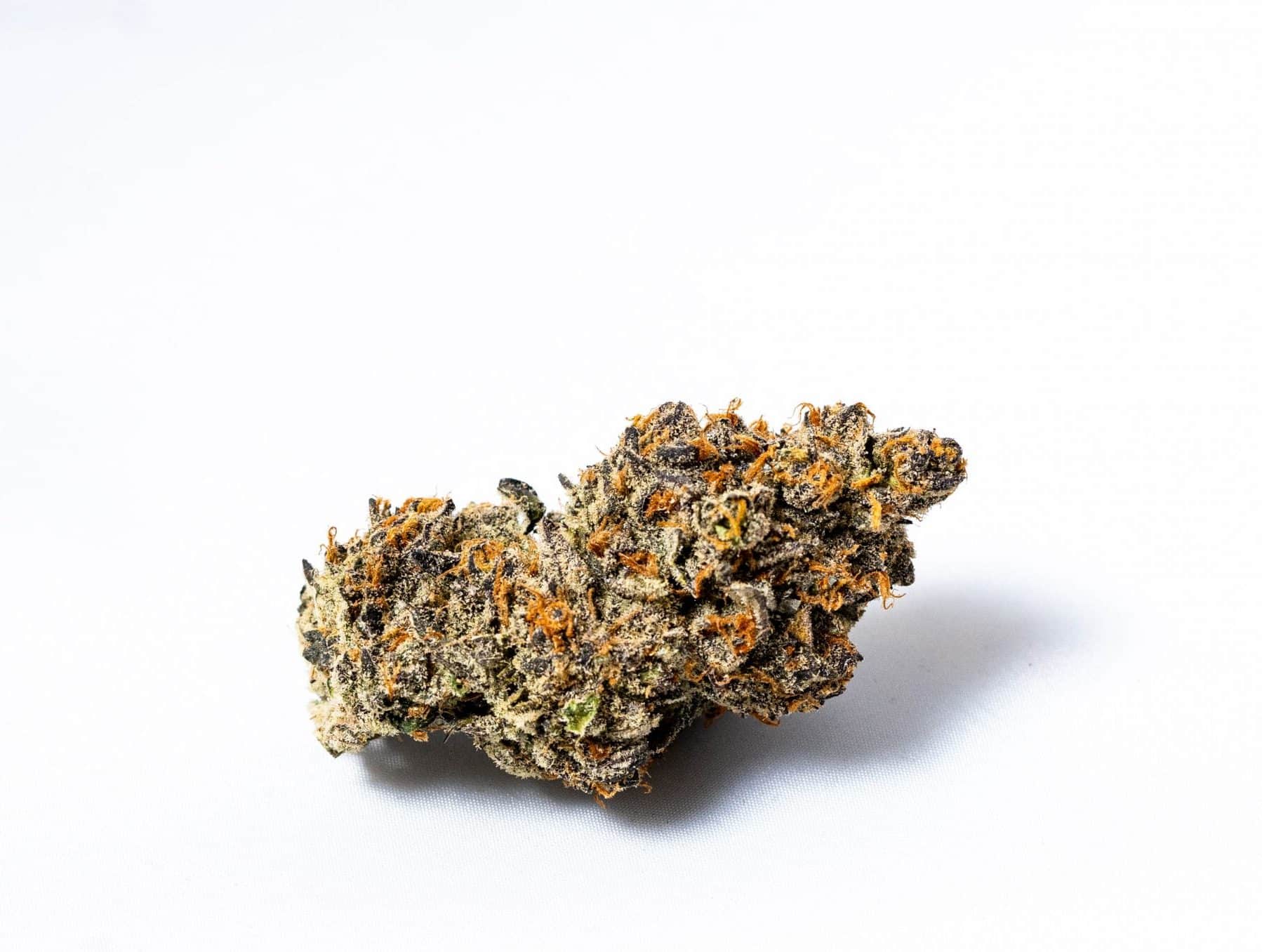 Tora Bora *GAS* (AAAAA+)