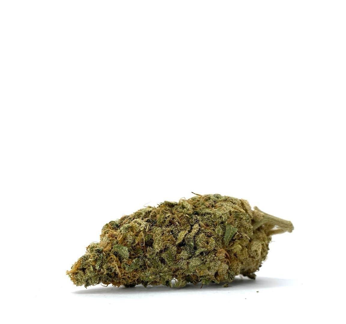 Chocolope (AAA)
